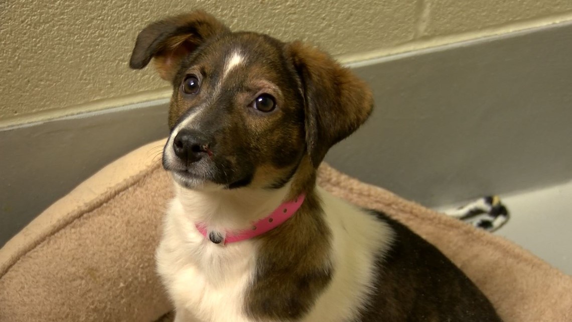 Toledo Humane Society 25 adoption fees for dogs and cats