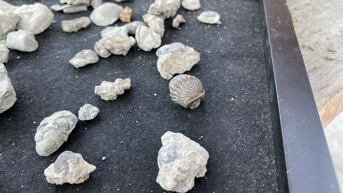 Where to fossil hunt in northwest Ohio 