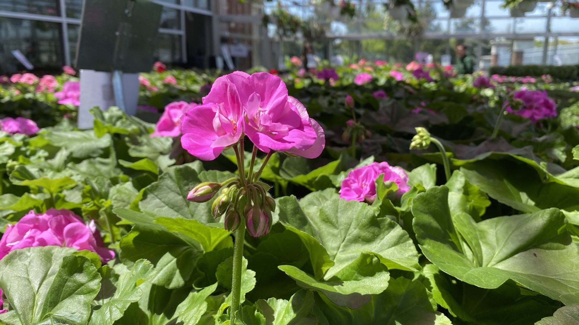 Penta plant sale set for Thursday