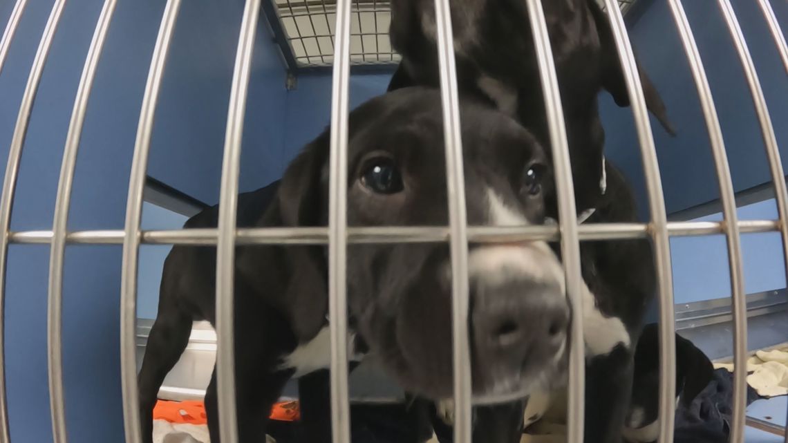 Toledo Humane Society prepares for holiday adoption rush with foster program