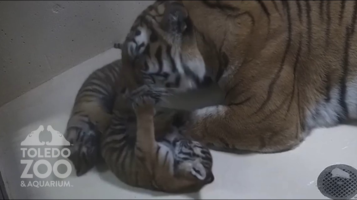 Toledo Zoo welcomes baby African elephant, starts naming contest