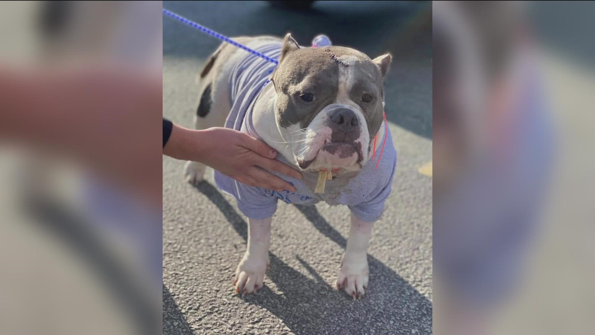 A now convicted killer faced a judge in a deadly central Toledo stabbing from last year and it was a happy ending for the victim's dog.