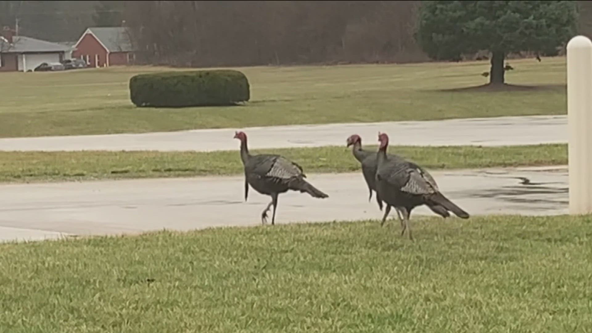 The city said that ODNR attempted to capture and relocate the three male turkeys on Friday, but were unsuccessful.