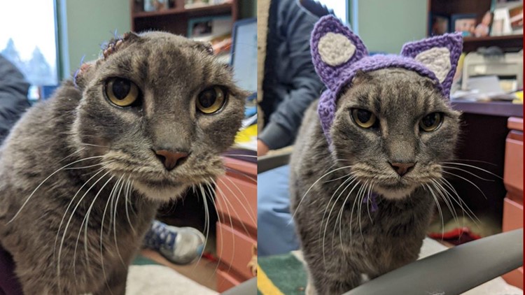 Animal lover crochets cat without ears a new set of purple ones