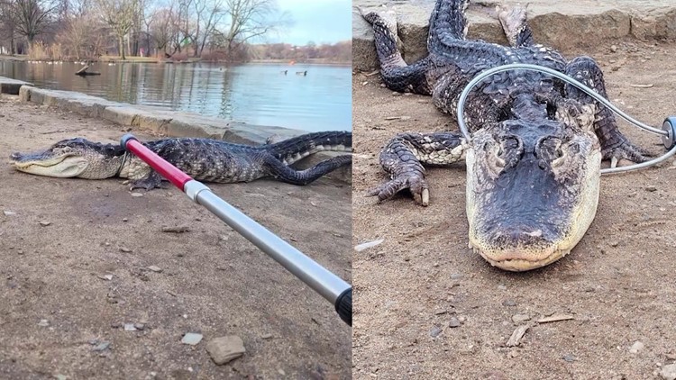 4-foot alligator found in New York lake