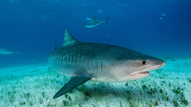 A warmer ocean means more tiger sharks migrating farther north