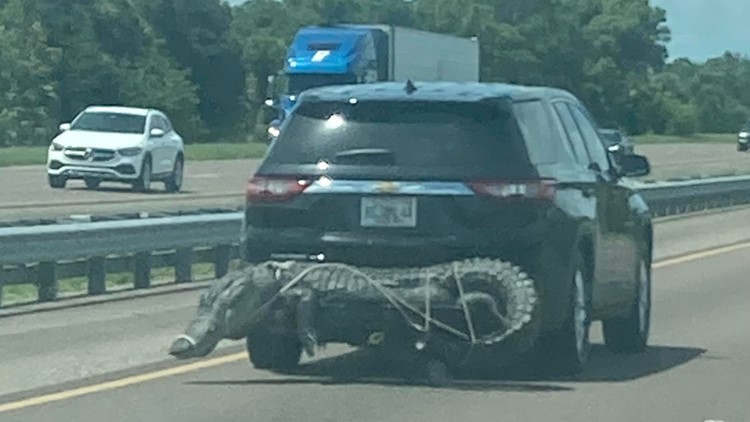 Alligator spotted on the back of a car on Florida highway