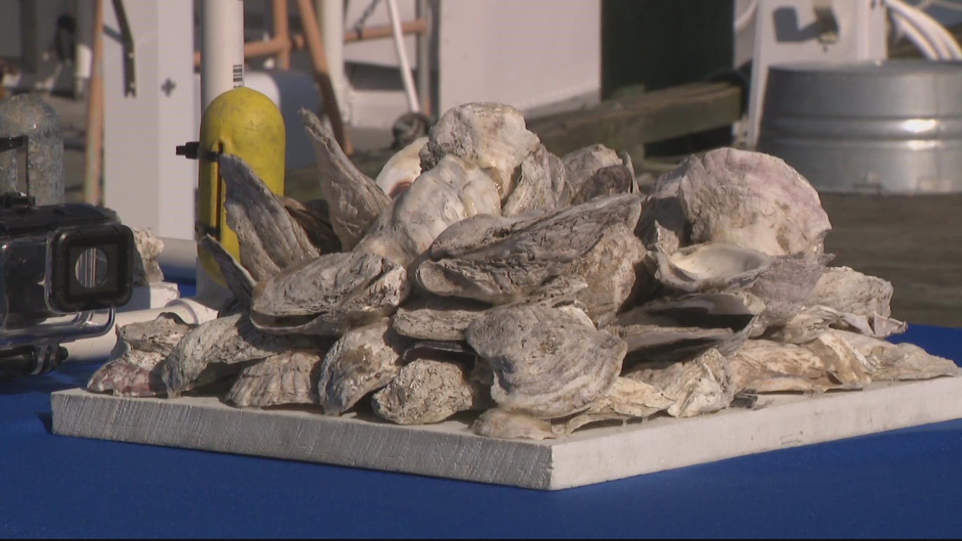 The Smithsonian marked the start of a new oyster restoration partnership with the Chesapeake Bay Foundation.