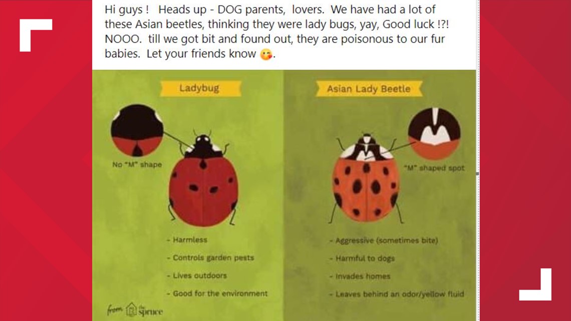 are-ladybugs-harmful-for-dogs-pets-asian-lady-beetle-difference