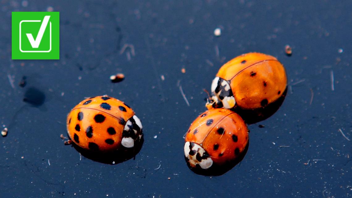 Are ladybugs harmful for dogs, pets? Asian lady beetle difference