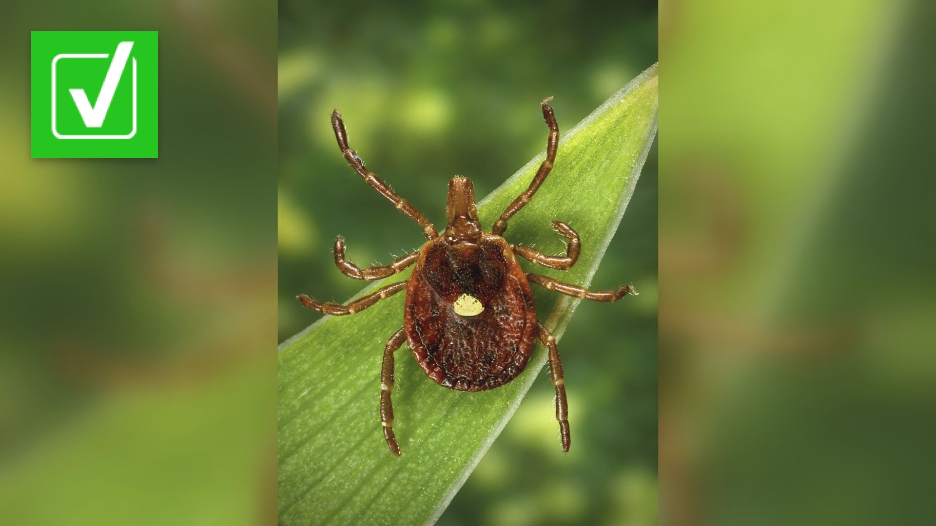 If a Lone Star Tick bites you get something called Alpha-gal Syndrome (AGS)