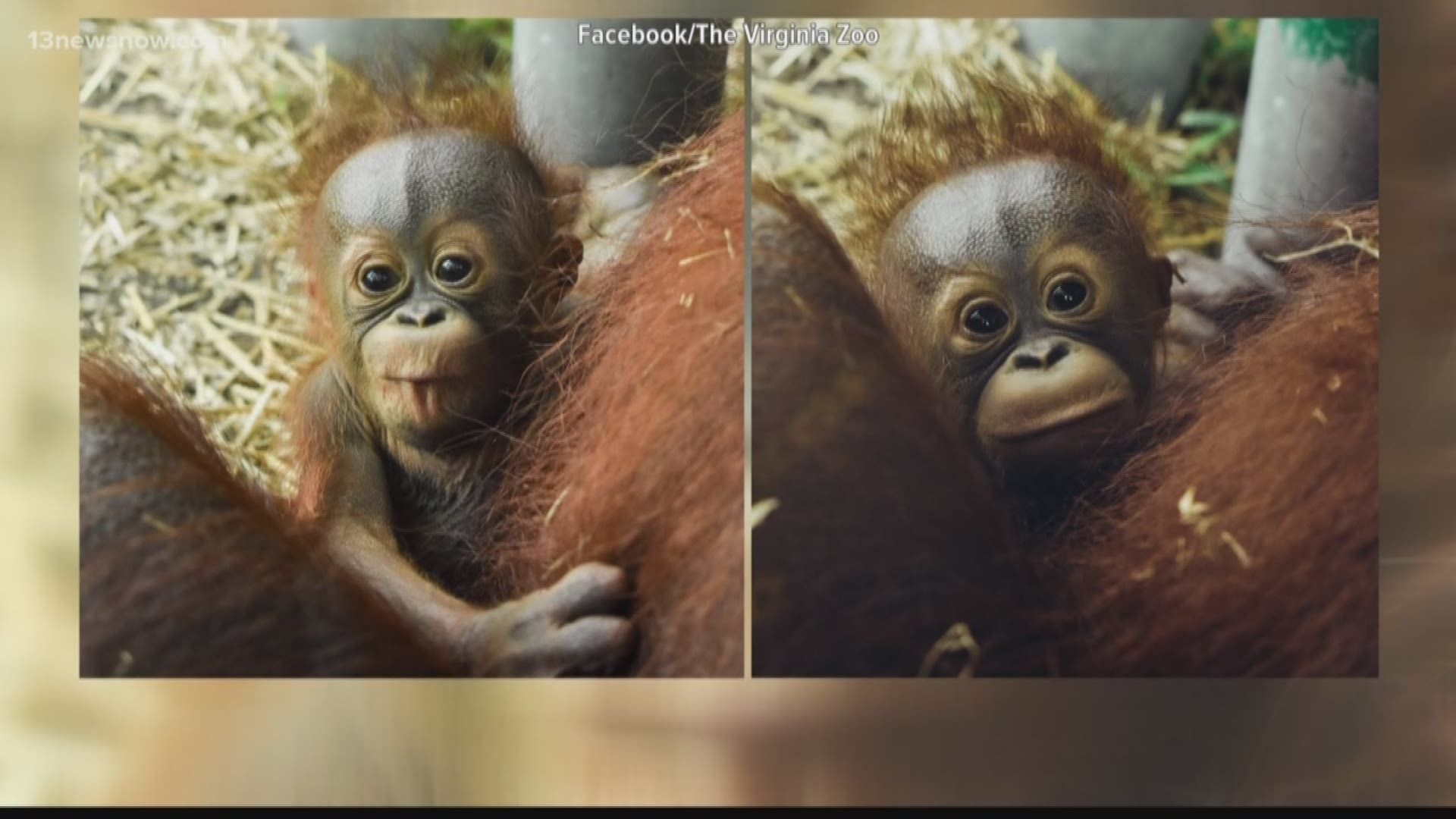 Sofie the orangutan, is two months old today!
