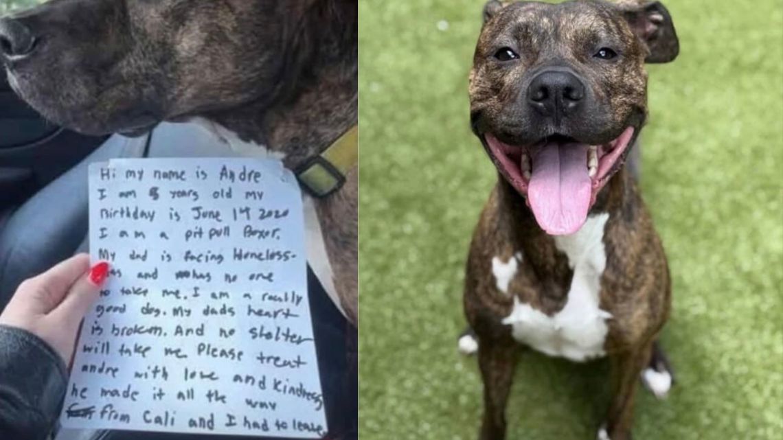 Georgia shelter dog left with note still needs a home | wtol.com