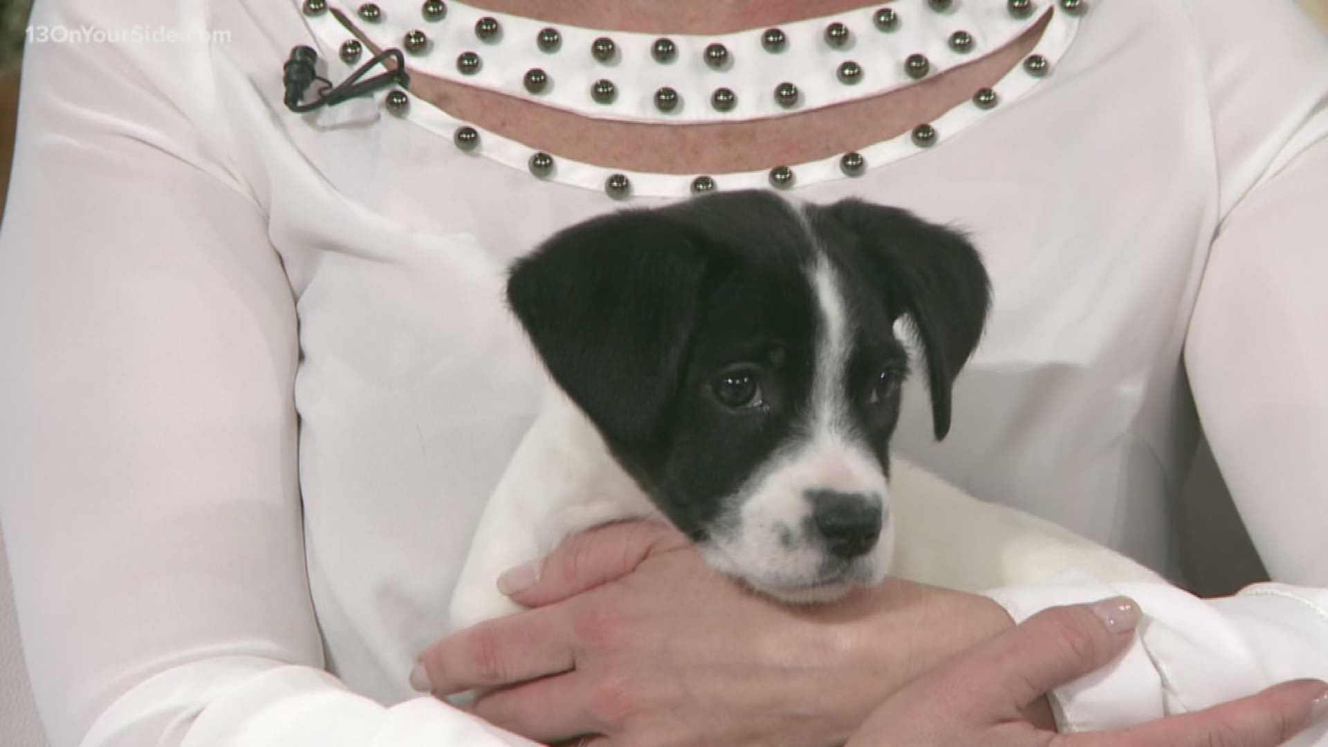 Puppy Adoption At Humane Society West Michigan Wtol Com