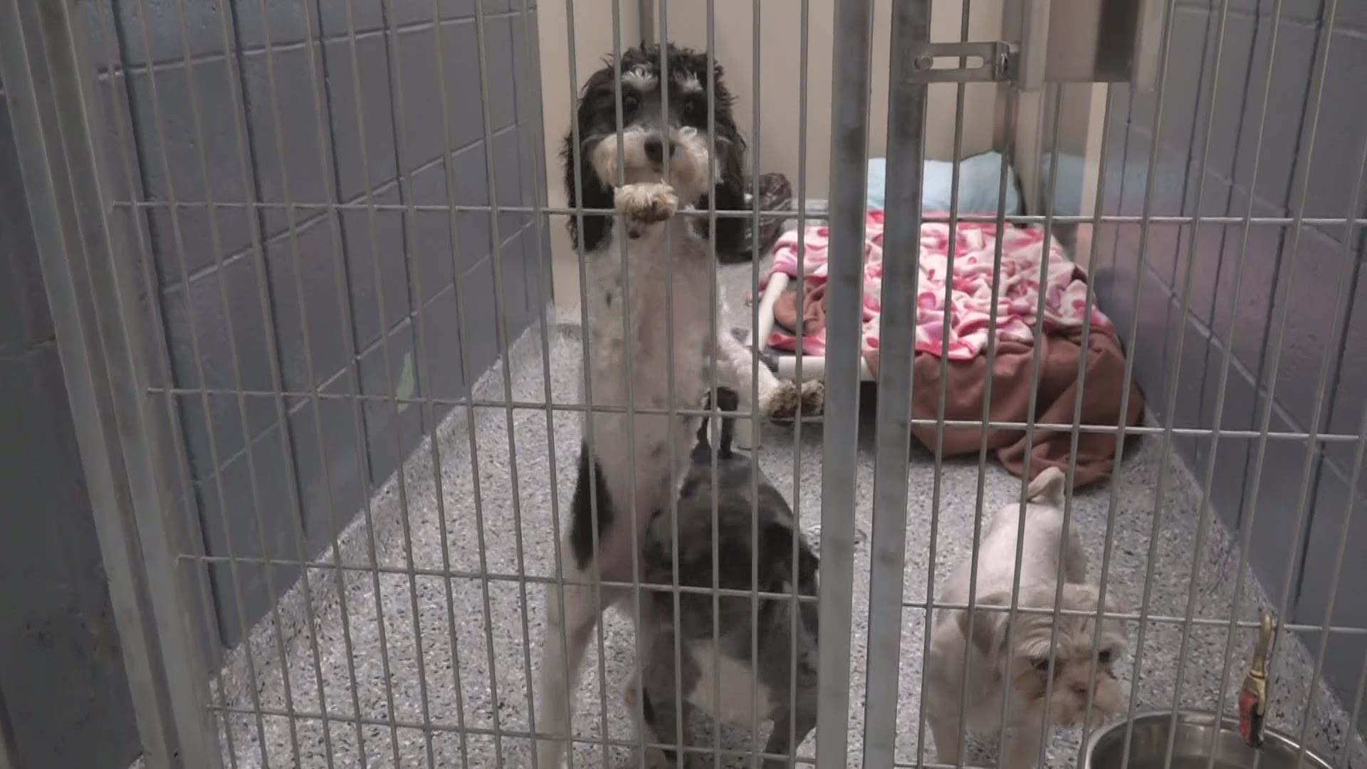 Dogs Rescued From A Puppy Mill Given A Second Chance At Life Wtol Com