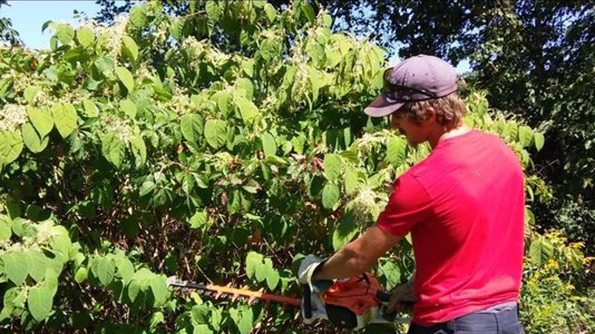 Japanese Knotweed can grow nearly ten feet tall and is so strong it can bust through concrete.