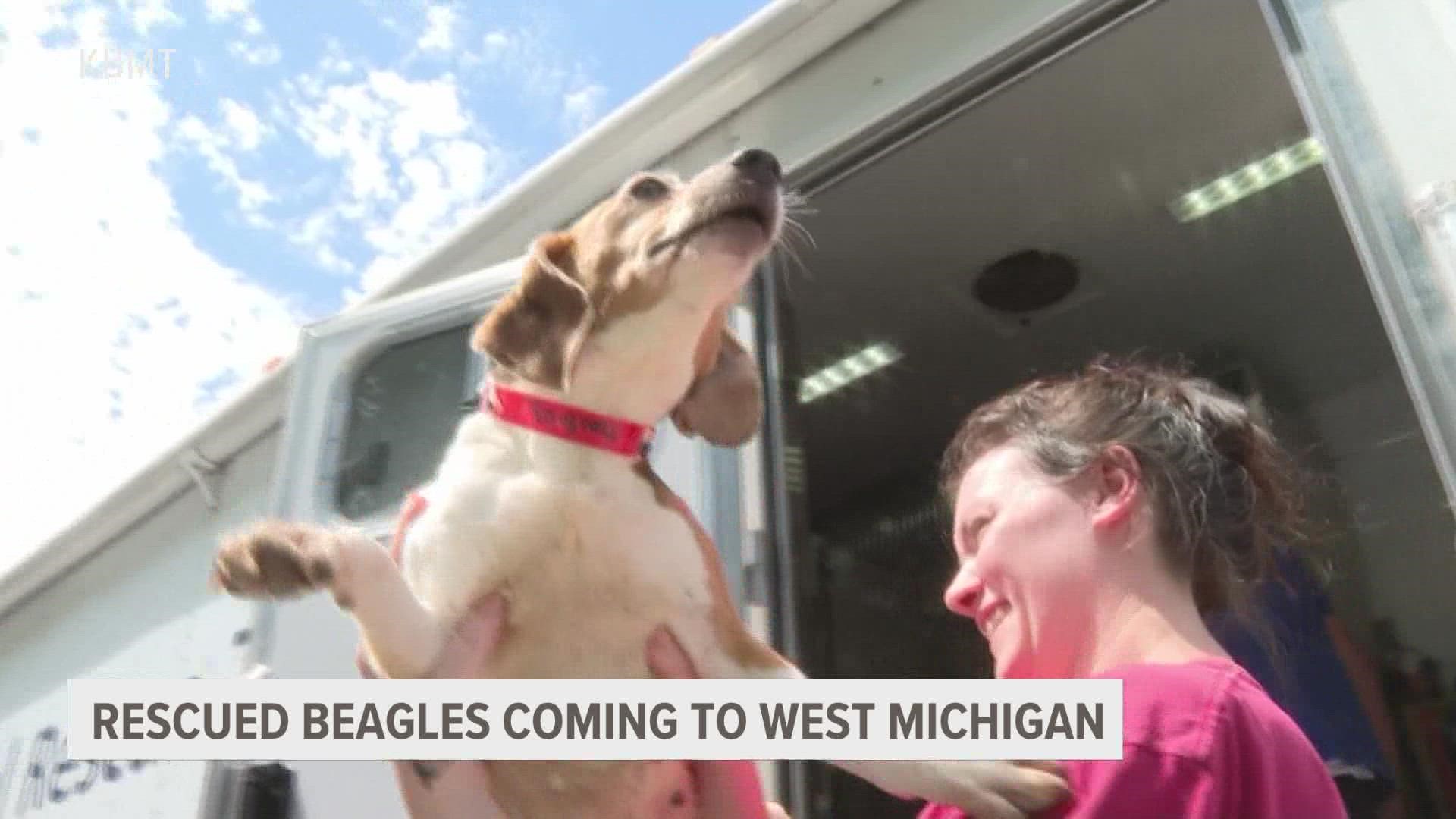 25 rescued beagles arriving soon in West Michigan | wtol.com