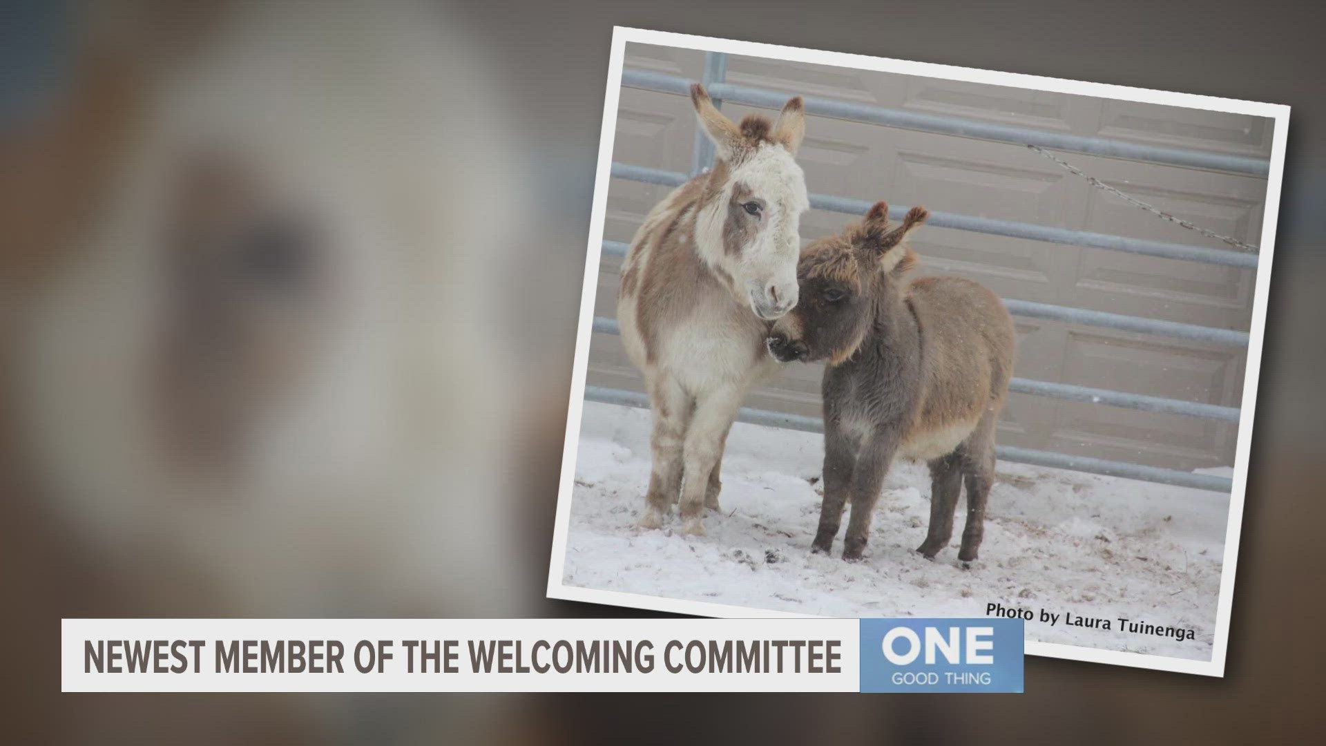 Holland farm finds new friend for distressed donkey