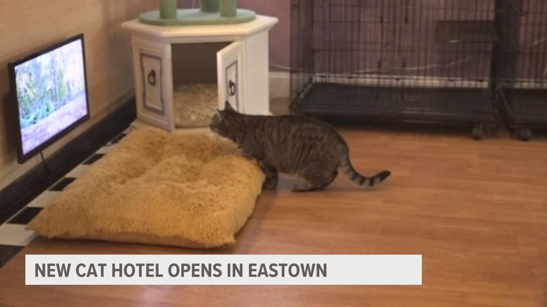 The Cat's Pajamas in Grand Rapids is now open and exclusive to feline friends.