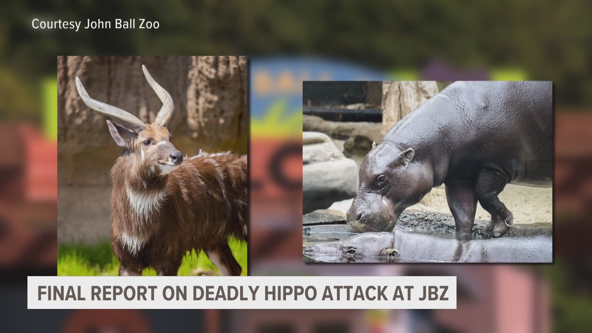 According to zoo officials, there have been updates to protocols and procedures when introducing animals, like finding ways to change habitats for better safety.