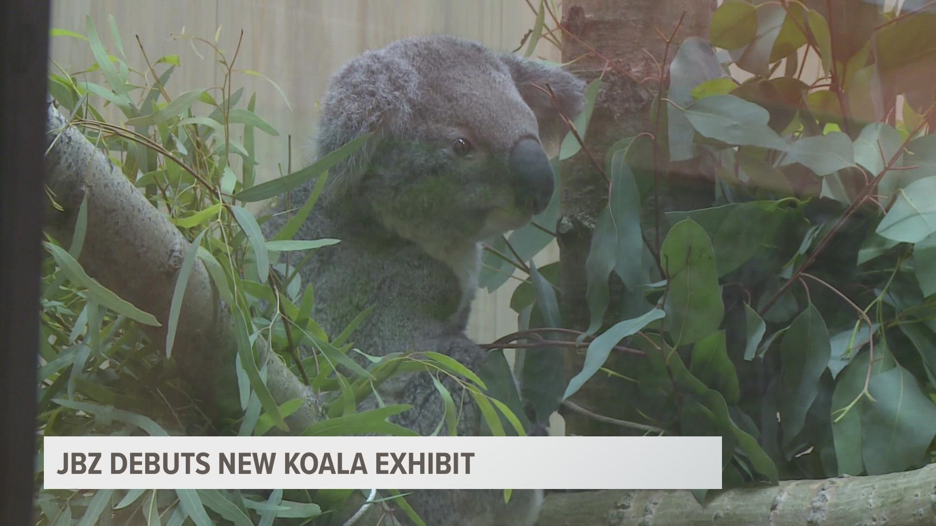 Named Iluka and Noorundi, the koalas are visiting John Ball Zoo through a partnership with the San Diego Zoo Global Education and Conservation Project.