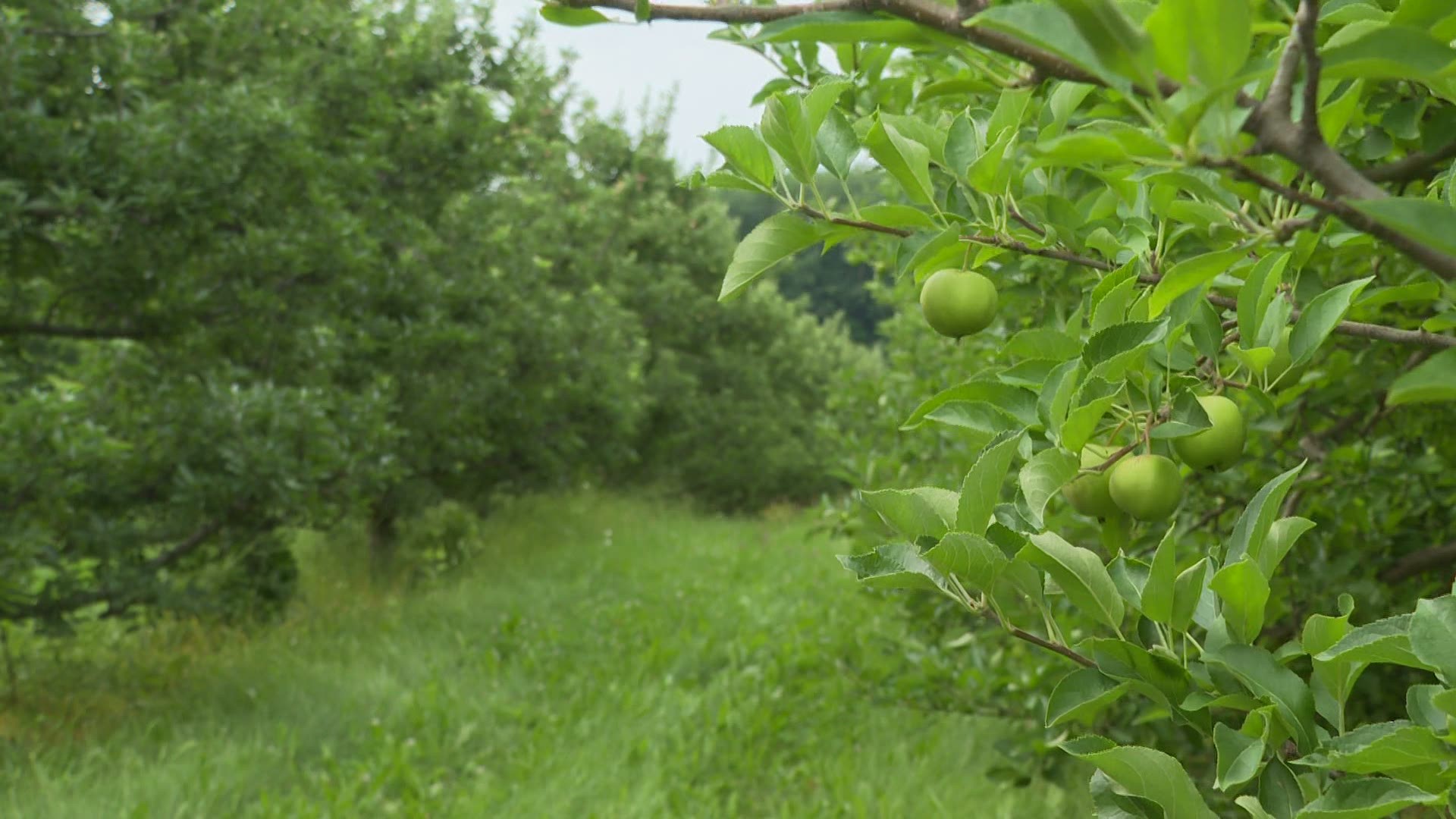 How West Michigan apple orchards are doing post springtime frost.