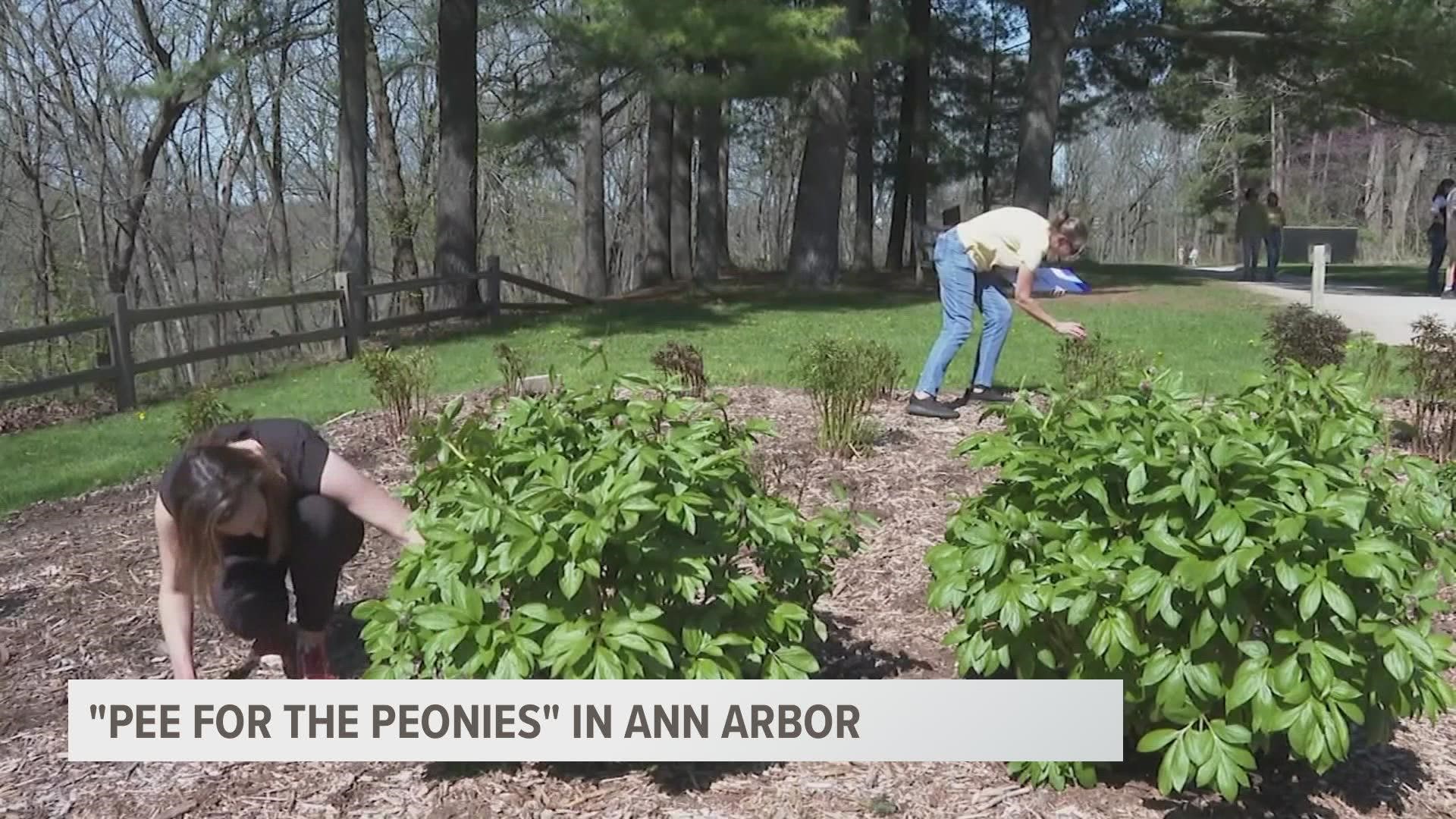 An interesting new approach to fertilizing the flowers at the University of Michigan's Nichol's Aboretum.