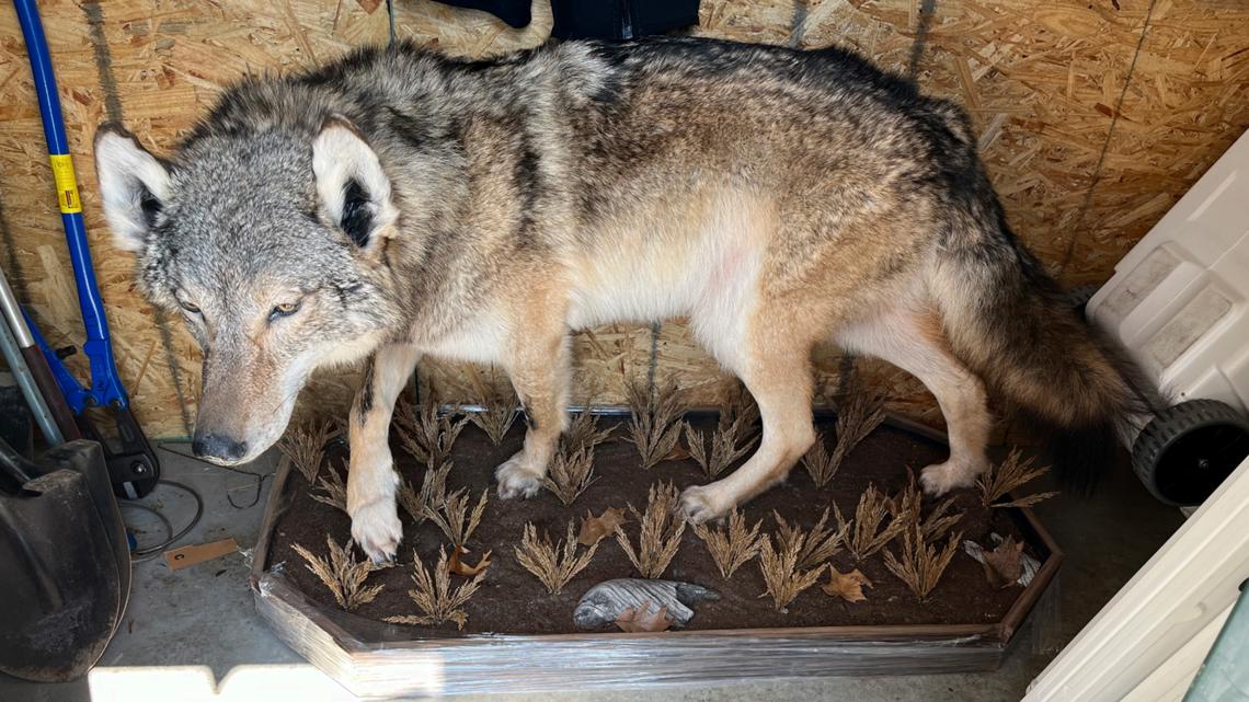 Experts investigating how gray wolf ended up in Calhoun Co. | wtol.com