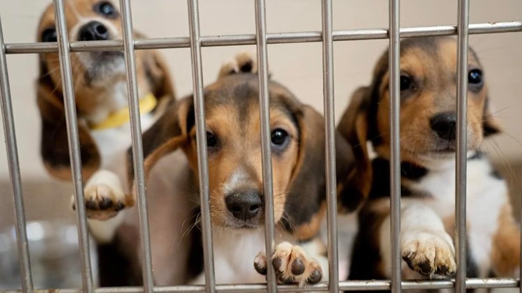 'Excited to give these dogs a second chance': Over two dozen rescued beagles arriving soon in West Michigan