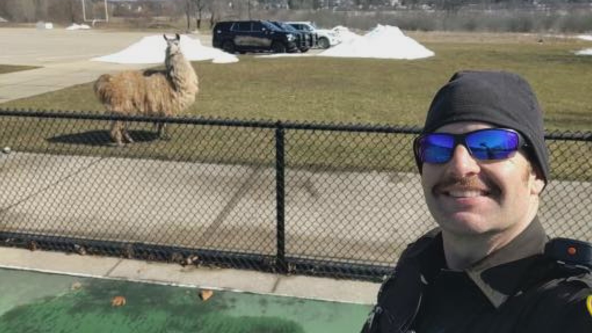 Kent Co. Sheriff's Deputies wrangle Llama at High School | wtol.com