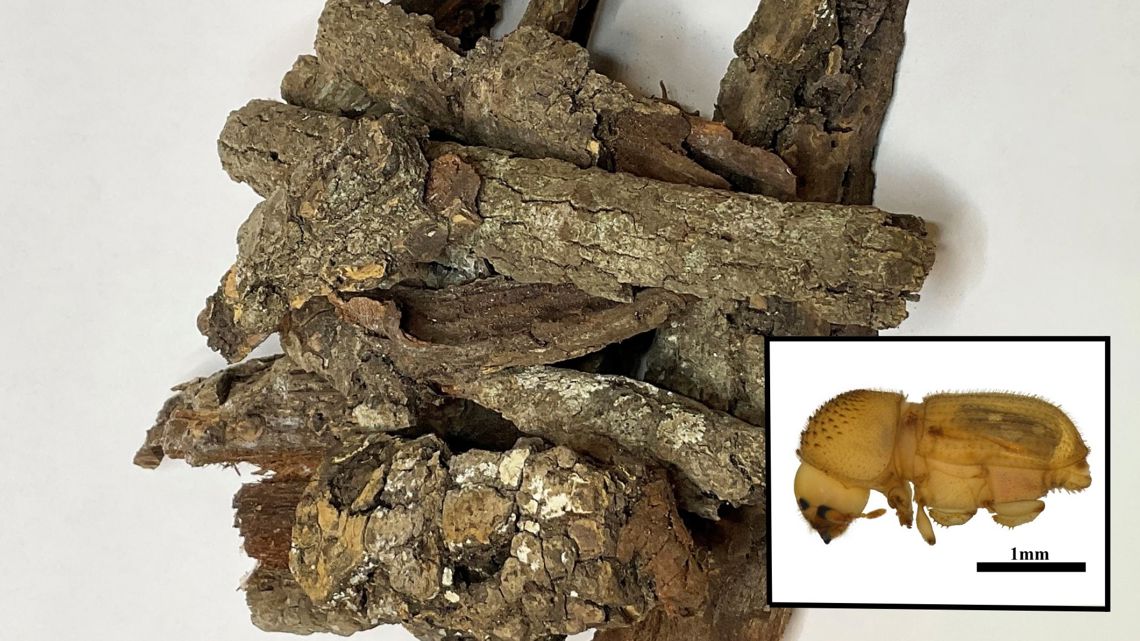 'Potentially destructive' bark beetle discovered at Detroit airport