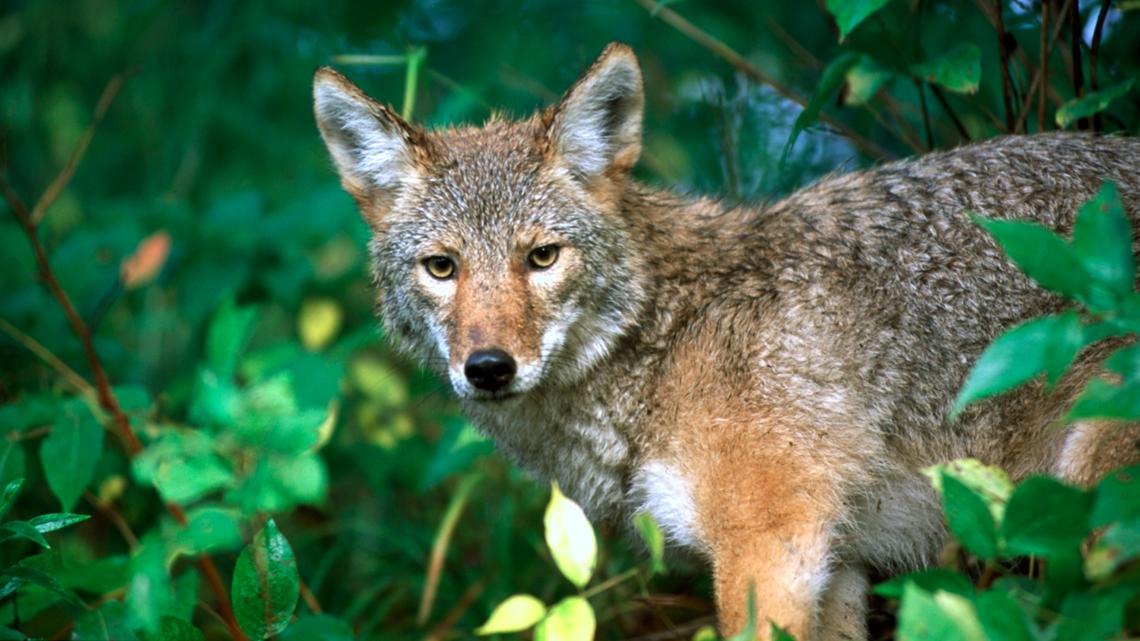 Michigan National Resources Commission supports year-round coyote hunting