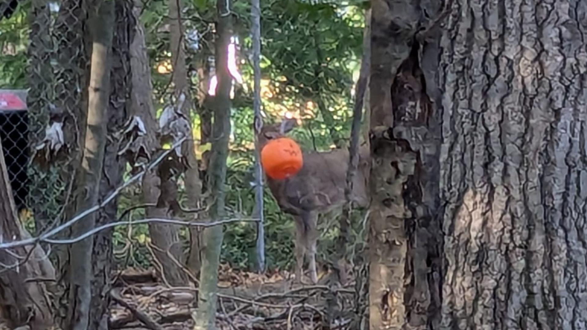 13 ON YOUR SIDE Viewer Rose Casperson snapped this photo of a deer with a plastic pumpkin stuck on its head in the Norton Shores area.