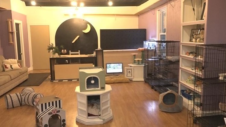 New cats-only hotel opens in Michigan