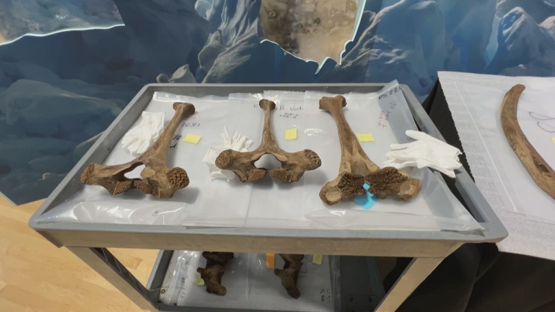 Mastodon unearthed in western Michigan to soon be on display at museum